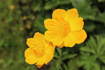 Yellow-orange 