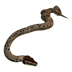 3D Rendering Ball Python on White