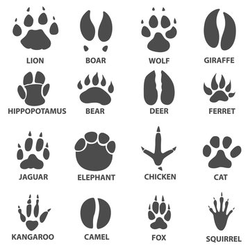 animal trail. Next to the name of the animal. Animal tracks vector illustration. animal paw print with the description.