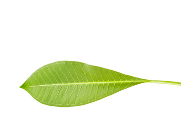 Frangipani or Plumeria leaf isolate on white.