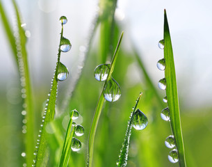 Naklejka premium Świeża zielona trawa z kroplami rosy zbliżenie. Tło natury.