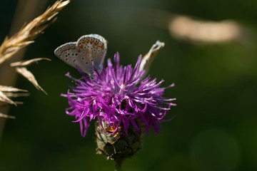 papillon argus bleu mâle sur un chardon