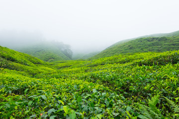Fototapeta na wymiar Tea plantations with fog in Cameron Highlands, Malaysia
