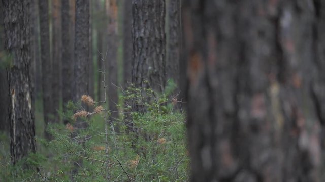 Siberia: Taiga forest, Russia, night