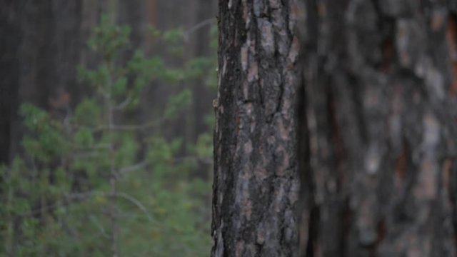 Siberia: Taiga forest, Russia, night