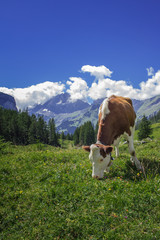 Fototapeta na wymiar Kuh auf einer Alm in den Schweizer Alpen nahe dem Oeschinensee