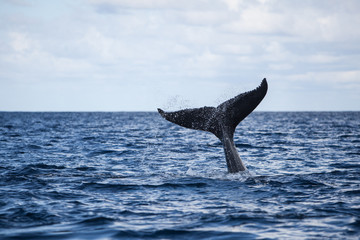 Fototapeta premium Humpback Whale Tail and Ocean