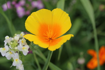 Goldener Californischer Mohn, Eschscholzia californica