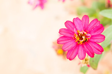 Zinnia flowers.