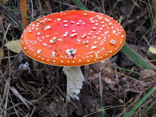 Fly agaric (Amanita muscaria) mushroom in the autumn forest