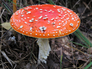 Fly agaric (Amanita muscaria) mushroom in the autumn forest