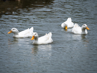 Swimming white domesticated duck in nature. Wild bird closeup portrait.