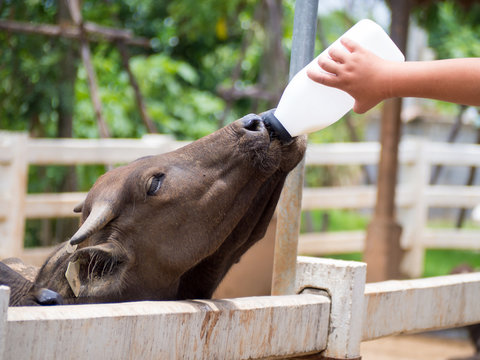 Feeding a baby of murrah buffaloes from bottle