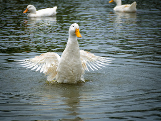 Swimming white domesticated duck in nature. Wild bird closeup portrait.