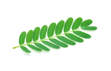 Tamarind leaf isolated on white