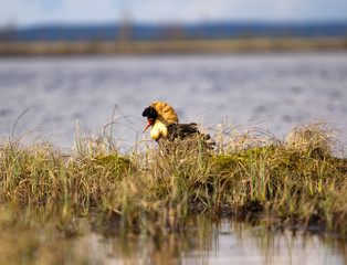 Mating behaviour. Male ruffs are in state of self-advertising