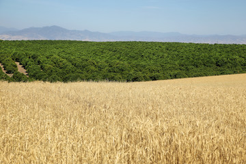 Wheat and fruit fields in California