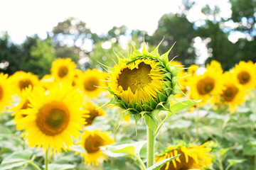 Sunflower close up view. Sunflower field. - 118259536