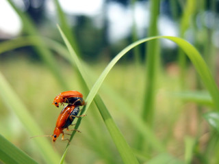 Mating pair of orange beetle with selective focus