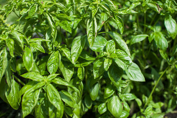 Fresh harvesting basil