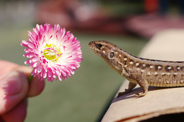 Brown Lizard of t pink flower.