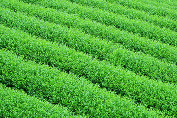 green tea plantation