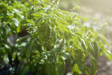 Fototapeta premium Fresh harvesting basil