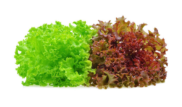 Red and green oak lettuce on white background.