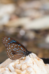 Fototapeta na wymiar Dark Blue Tiger Tirumala septentrionis butterfly catching stone in the water stream, Thailand