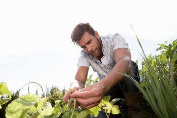 Mature man tending to plants in garden