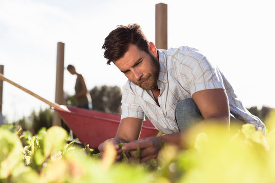 Mature man inspecting seedling in garden