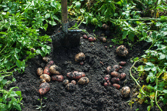 Fresh harvesting potatoes