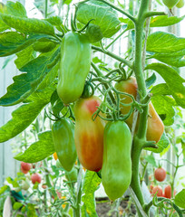 Unripe, interesting long shape tomatoes in trusses in the greenhouse.