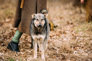 Mixed Breed Hunting Dog rests at feet of man outdoor. Autumn season