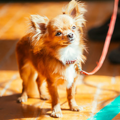 Beautiful Young Red Brown And White  Tiny Chihuahua Dog Staying