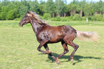 Beautiful brown horse running in a green field, motion blur
