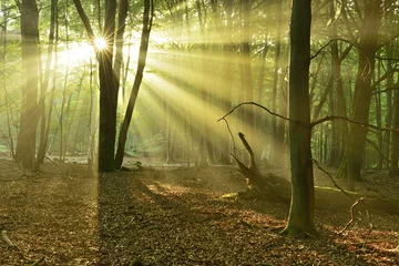 Muurstickers Natural Forest of Beech an Oak Trees illuminated by Sunbeams through Fog, real photograph, no PS Comp © AVTG