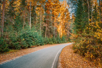 Winding Asphalt Road Path Walkway Through Autumn Forest