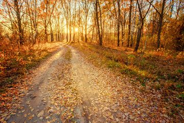 Winding Countryside Road Path Walkway Through Autumn Forest. Sunset Sunrise