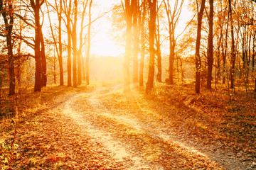 Winding Countryside Road Path Walkway Through Autumn Forest. Sunset Sunrise