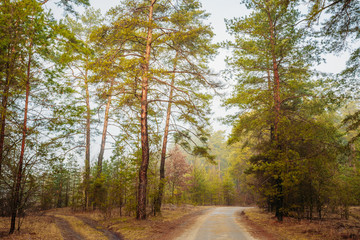 Naklejka premium Landscape With Country Road In Autumn Foggy Forest