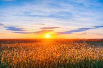 Eared Wheat Field, Summer Cloudy Sky In Sunset Dawn Sunrise.