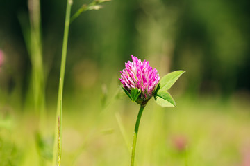 Blooming Wildflowers Alsike Clover Or Trifolium Hybridum In Summer