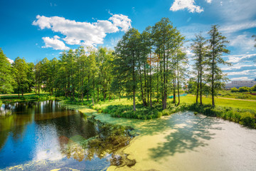 Fototapeta premium Scenic View Of Summer Sunny Forest Woods And Wild Bog. Nature.