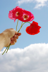 Bouquet of red poppies in a hand against the sky