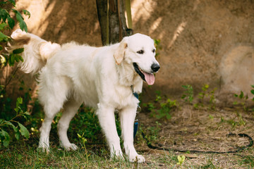 Yellow Golden Labrador Retriever Dog With Half Open Jaws Mouth, 