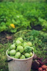 Fresh harvesting tomatoes
