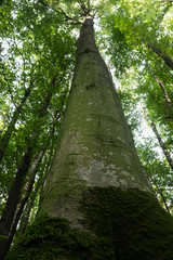 Fototapeta premium Beech forest at sunset