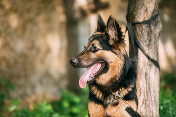 Medium Size Long-Haired Mixed Breed Black And Red Adult Dog With