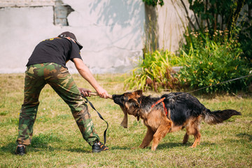 German shepherd Alsatian Wolf Dog dog training. Biting dog.